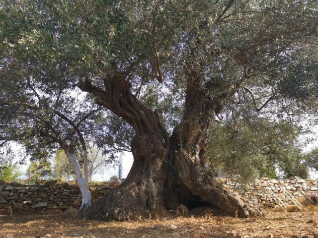Olive tree 1.500 - 2.000 years old